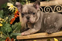 N4(blue merle), a female French Bulldog for sale in Wisner, LA – 1 of 3