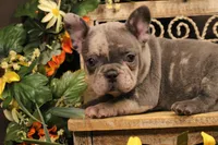 N4(blue merle), a female French Bulldog for sale in Wisner, LA – 2 of 3