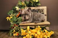 N4(blue merle), a female French Bulldog for sale in Wisner, LA – 3 of 3
