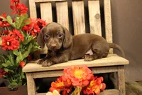 R!, a female Miniature Dachshund for sale in Wisner, LA – 2 of 2