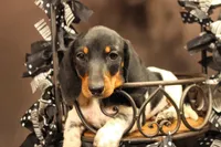 X1, a male Miniature Dachshund for sale in Wisner, LA – 1 of 2