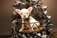 T1, a female French Bulldog for sale in Wisner, LA – 2 of 2
