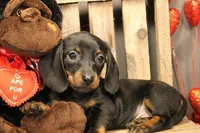 D5, a female Miniature Dachshund for sale in Wisner, LA – Photo 1 of 2