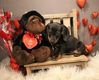 D5, a female Miniature Dachshund for sale in Wisner, LA – Photo 2 of 2