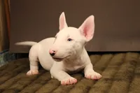 S6, a male Miniature Bull Terrier for sale in Wisner, LA – 3 of 3