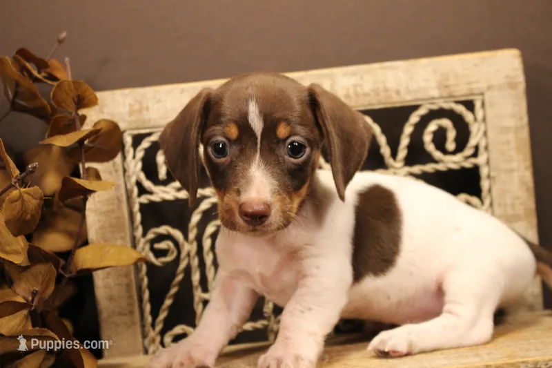 F1 – Miniature Dachshund puppy for sale in Wisner, LA