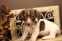F1, a male Miniature Dachshund for sale in Wisner, LA – 1 of 2