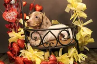 F4, a male Miniature Dachshund for sale in Wisner, LA – Photo 2 of 2