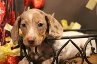 F4, a male Miniature Dachshund for sale in Wisner, LA – Photo 1 of 2