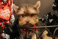 M3(teacup), a male Yorkshire Terrier for sale in Wisner, LA – Photo 1 of 2