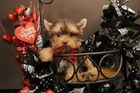 M3(teacup), a male Yorkshire Terrier for sale in Wisner, LA – Photo 2 of 2