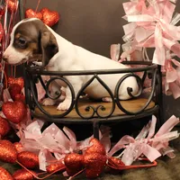 A2, a female Miniature Dachshund for sale in Wisner, LA – Photo 2 of 2