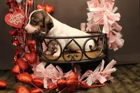 A2, a female Miniature Dachshund for sale in Wisner, LA – Photo 2 of 2