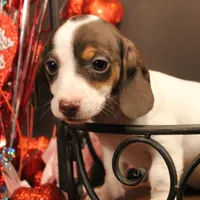 A2, a female Miniature Dachshund for sale in Wisner, LA – Photo 1 of 2