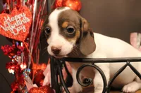 A2, a female Miniature Dachshund for sale in Wisner, LA – Photo 1 of 2