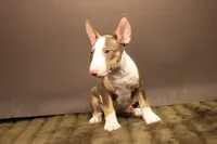 S1, a female Miniature Bull Terrier for sale in Wisner, LA – 2 of 3