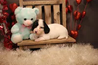 R4(longhair)pending, a female Miniature Dachshund for sale in Wisner, LA – Photo 2 of 2