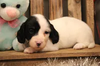 R4(longhair)pending, a female Miniature Dachshund for sale in Wisner, LA – Photo 1 of 2