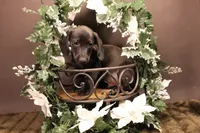 DY1(pending), a male Miniature Dachshund for sale in Wisner, LA – Photo 2 of 2