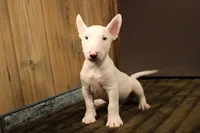 S6, a male Miniature Bull Terrier for sale in Wisner, LA – 2 of 3