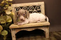 F2(Isabella lots of ticking spots), a male Miniature Dachshund for sale in Wisner, LA – 2 of 2