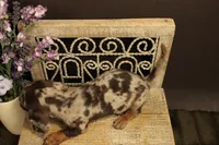 F2(dapple), a female Miniature Dachshund for sale in Wisner, LA – 3 of 3