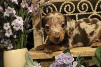 F2(dapple), a female Miniature Dachshund for sale in Wisner, LA – 1 of 3