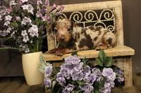 F2(dapple), a female Miniature Dachshund for sale in Wisner, LA – 2 of 3