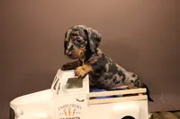 R1 (Dapple), a male Miniature Dachshund for sale in Wisner, LA – 2 of 2