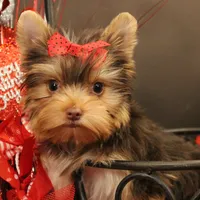 M1(teacup), a female Yorkshire Terrier for sale in Wisner, LA – Photo 1 of 2