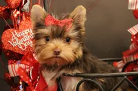 M1(teacup), a female Yorkshire Terrier for sale in Wisner, LA – Photo 1 of 2