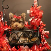 M1(teacup), a female Yorkshire Terrier for sale in Wisner, LA – Photo 2 of 2