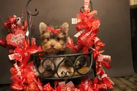 M1(teacup), a female Yorkshire Terrier for sale in Wisner, LA – Photo 2 of 2