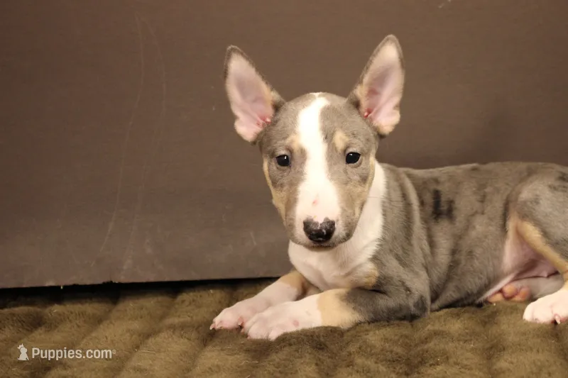 S4 merle – Miniature Bull Terrier puppy for sale in Wisner, LA