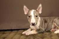 S4 merle, a female Miniature Bull Terrier for sale in Wisner, LA – 1 of 3