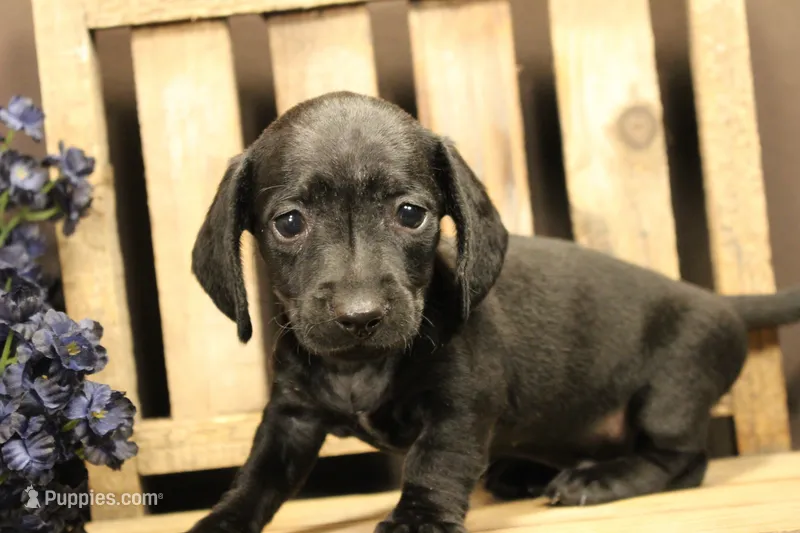 M1 – Miniature Dachshund puppy for sale in Wisner, LA
