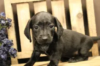 M1, a male Miniature Dachshund for sale in Wisner, LA – 1 of 1