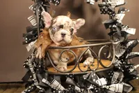 T3, a male French Bulldog for sale in Wisner, LA – 2 of 2