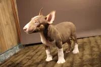 S2, a female Miniature Bull Terrier for sale in Wisner, LA – 2 of 3