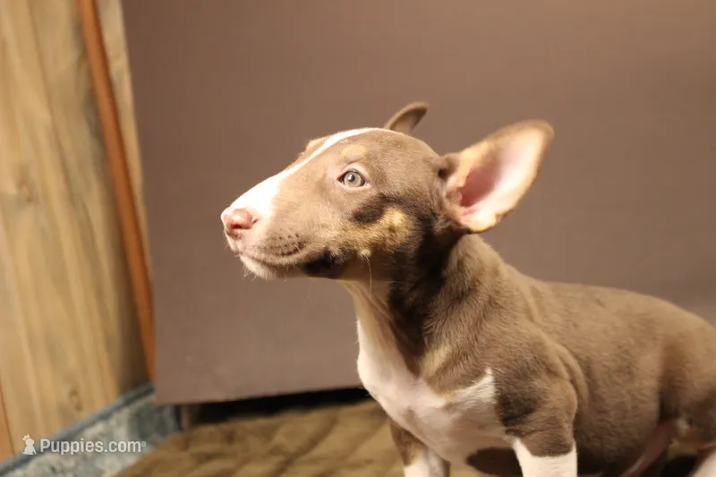 S2 – Miniature Bull Terrier puppy for sale in Wisner, LA