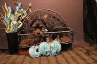 DX4, a male Yorkshire Terrier for sale in Wisner, LA – 2 of 2