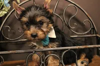 DX4, a male Yorkshire Terrier for sale in Wisner, LA – 1 of 2