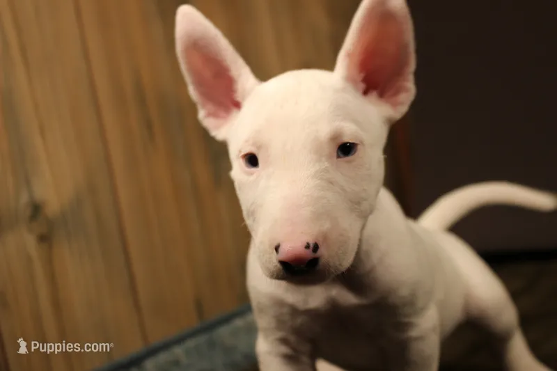 S6 – Miniature Bull Terrier puppy for sale in Wisner, LA