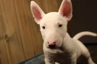 S6, a male Miniature Bull Terrier for sale in Wisner, LA – 1 of 3