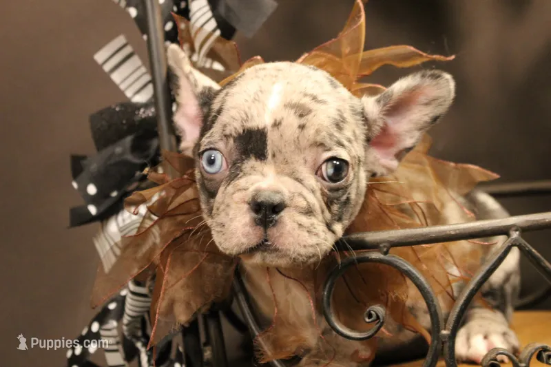 T3 – French Bulldog puppy for sale in Wisner, LA