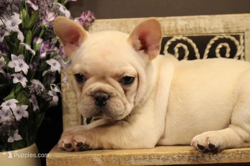 F3 – French Bulldog puppy for sale in Wisner, LA