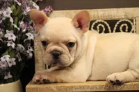 F3, a female French Bulldog for sale in Wisner, LA – 1 of 3