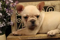 F3, a female French Bulldog for sale in Wisner, LA – 2 of 3