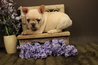 F3, a female French Bulldog for sale in Wisner, LA – 3 of 3