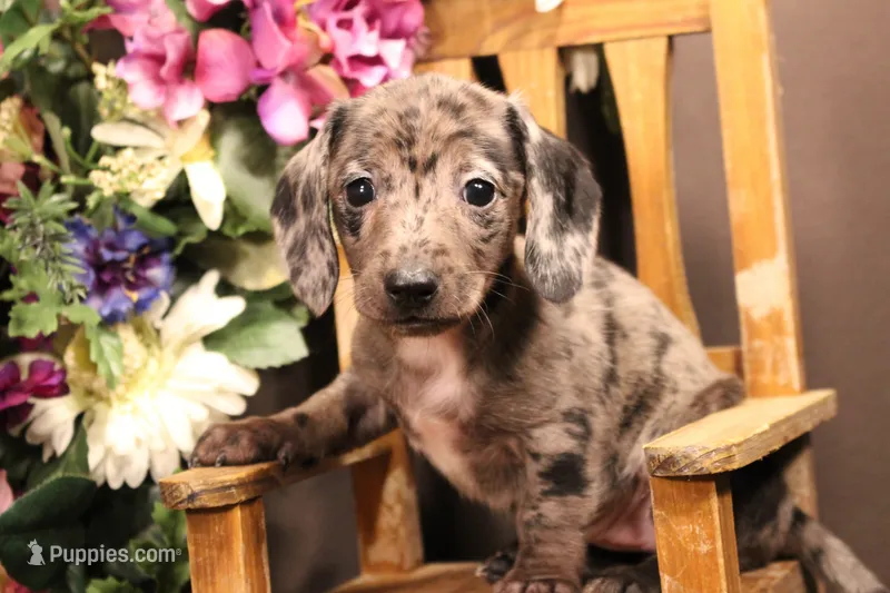 R3 – Miniature Dachshund puppy for sale in Wisner, LA